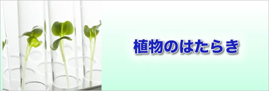 植物のはたらき 中学受験のためのアルファ理科実験教室